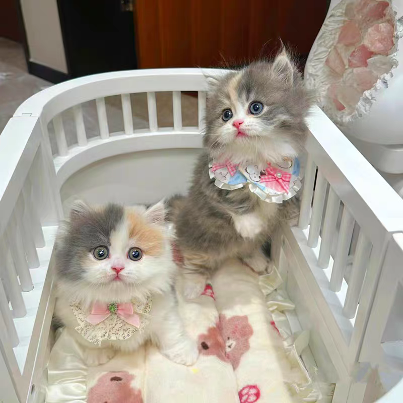 猫舍直销批发价格出售英国长毛猫,高地猫